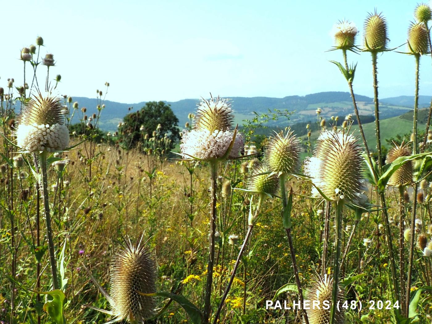 Teasel, Cut-leaved plant